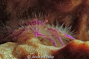 Hairy Squat Lobster (Lauriea siagiani) by Andre Philip 